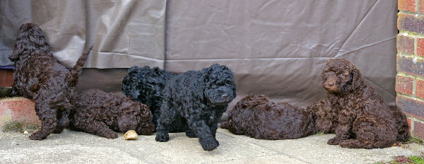 Group Of Barbet Puppies Photo