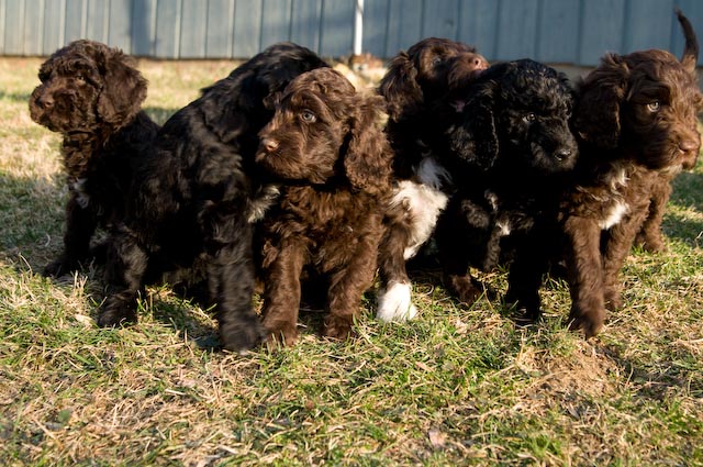 Group Of Barbet Puppies Picture
