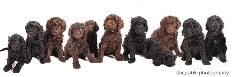 Group Of Barbet Puppies