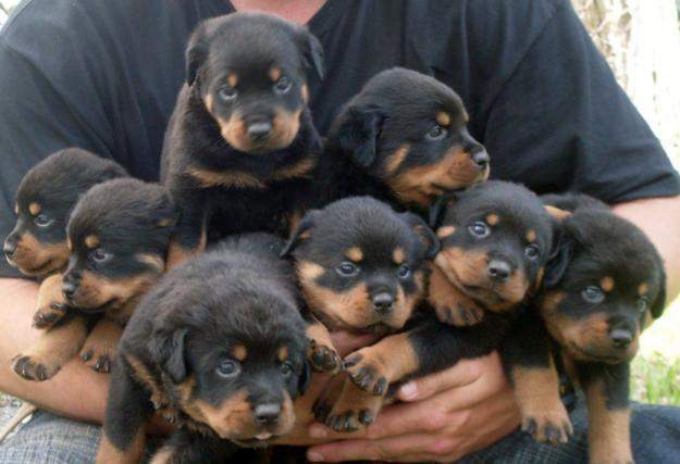 Group Of Rottweiler Puppies In Hand