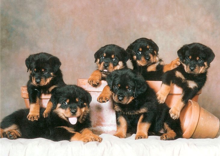 Group Of Rottweiler Puppies Picture