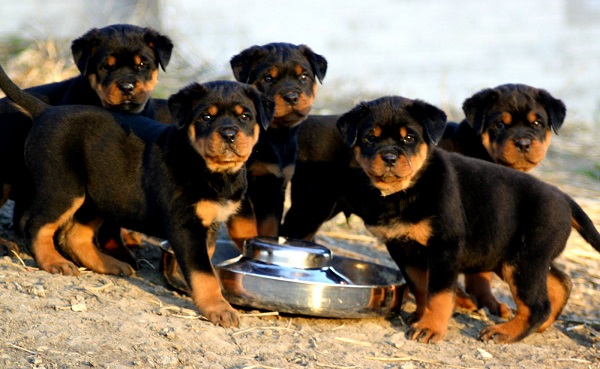 Group Of Rottweiler Puppies