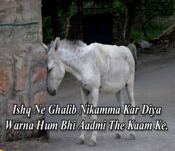 Hindi Funny Sad Shayari Donkey Picture