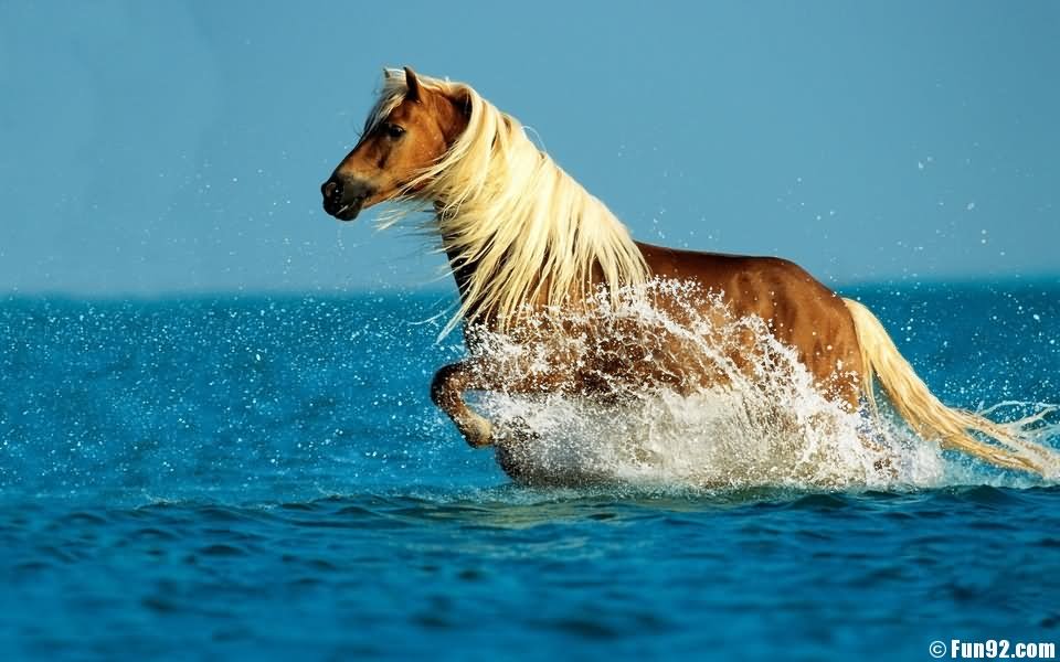 Horse Running On Water Funny Picture