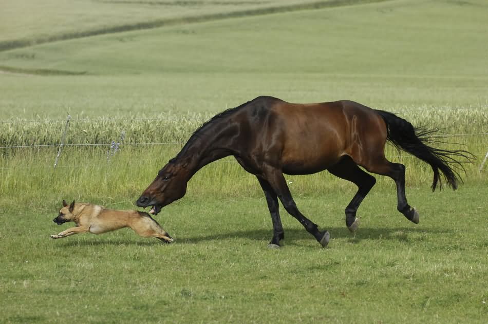 Horse Trying To Bite Dog Funny Picture