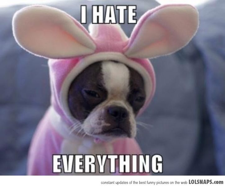 I Hate Everything Funny Sad Dog Meme Image