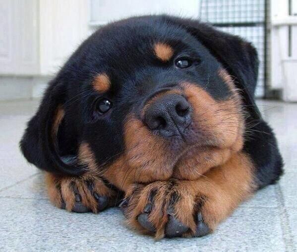 Lazy Rottweiler Puppy Picture