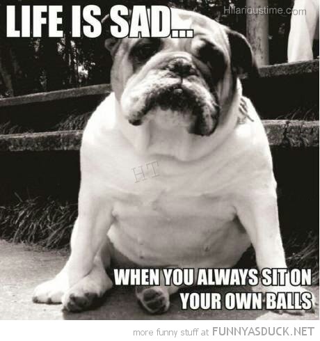 Life Is Sad Funny Pug Dog Meme Picture