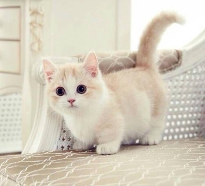 Little Munchkin Kitten