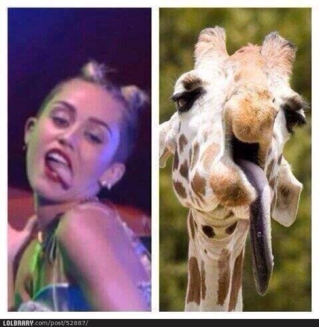 Miley Cyrus Face As Giraffe Funny Picture