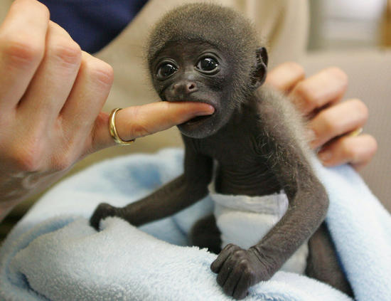 Monkey Biting Finger Funny Picture