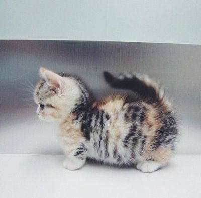 Munchkin Kitten Photo