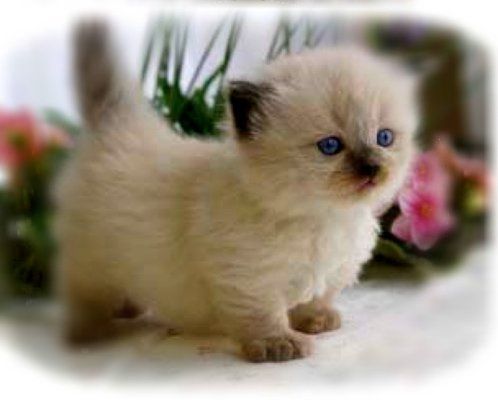 Munchkin White Kitten
