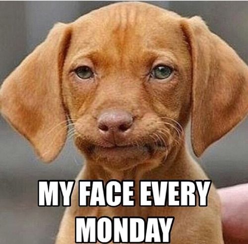 My Face Every Monday Funny Sad Dog Meme Picture