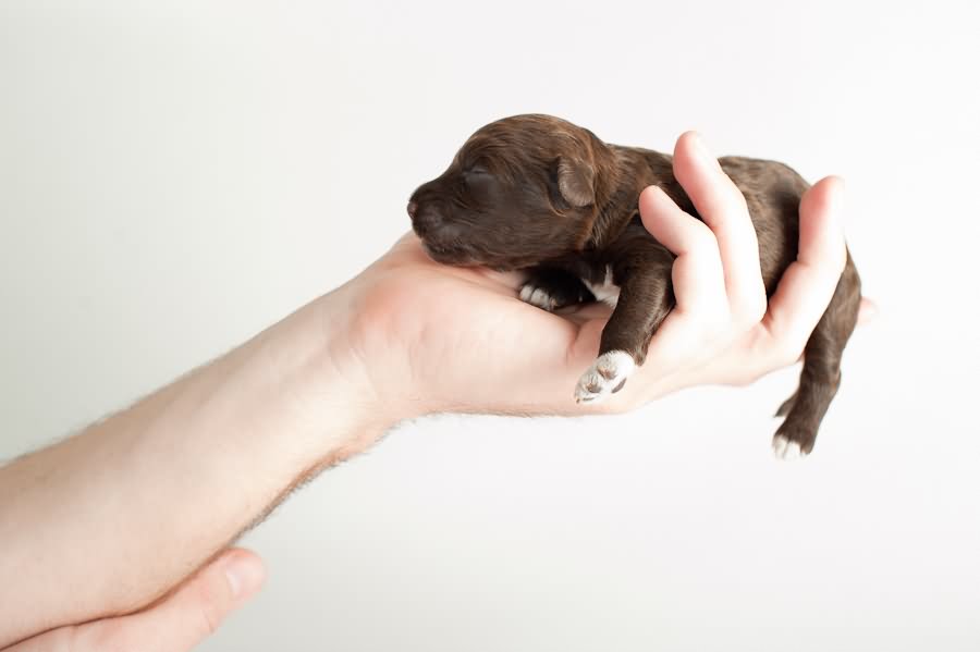 New Born Barbet Puppy In Hand