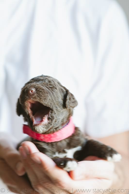New Born Barbet Puppy Yawning Picture
