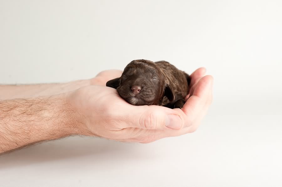 New Born Little Barbet Puppy In Hand