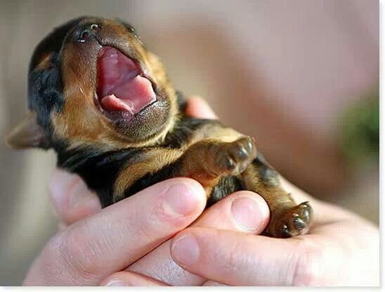 New Born Rottweiler Puppy Yawning