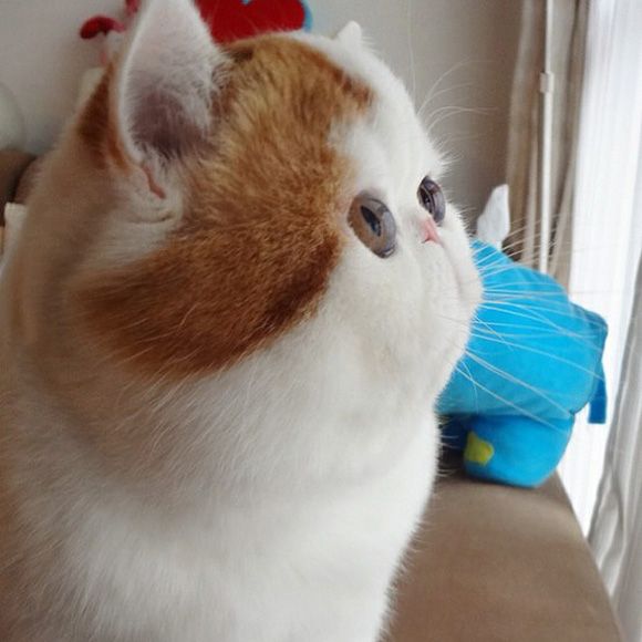 Orange And White Fluffy Munchkin Kitten