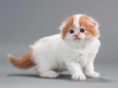31 Most Beautiful Munchkin Cat Pictures And Photos