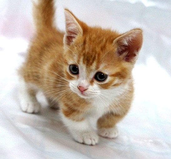 Orange And White Munchkin Kitten