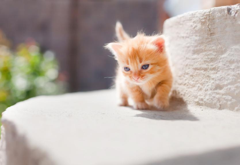 Orange Cute Little Munchkin Kitten
