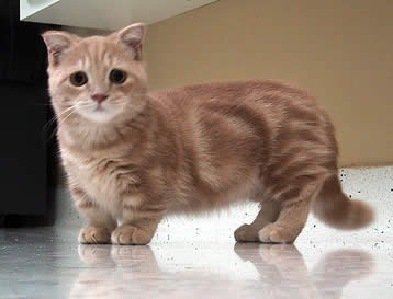 Orange Munchkin Cat Picture