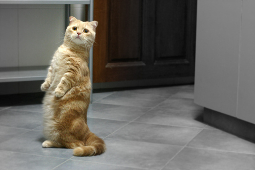 Orange Munchkin Cat Standing Up