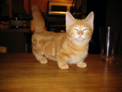 Orange Munchkin Cat