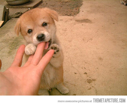 Puppy Biting Finger Funny Picture