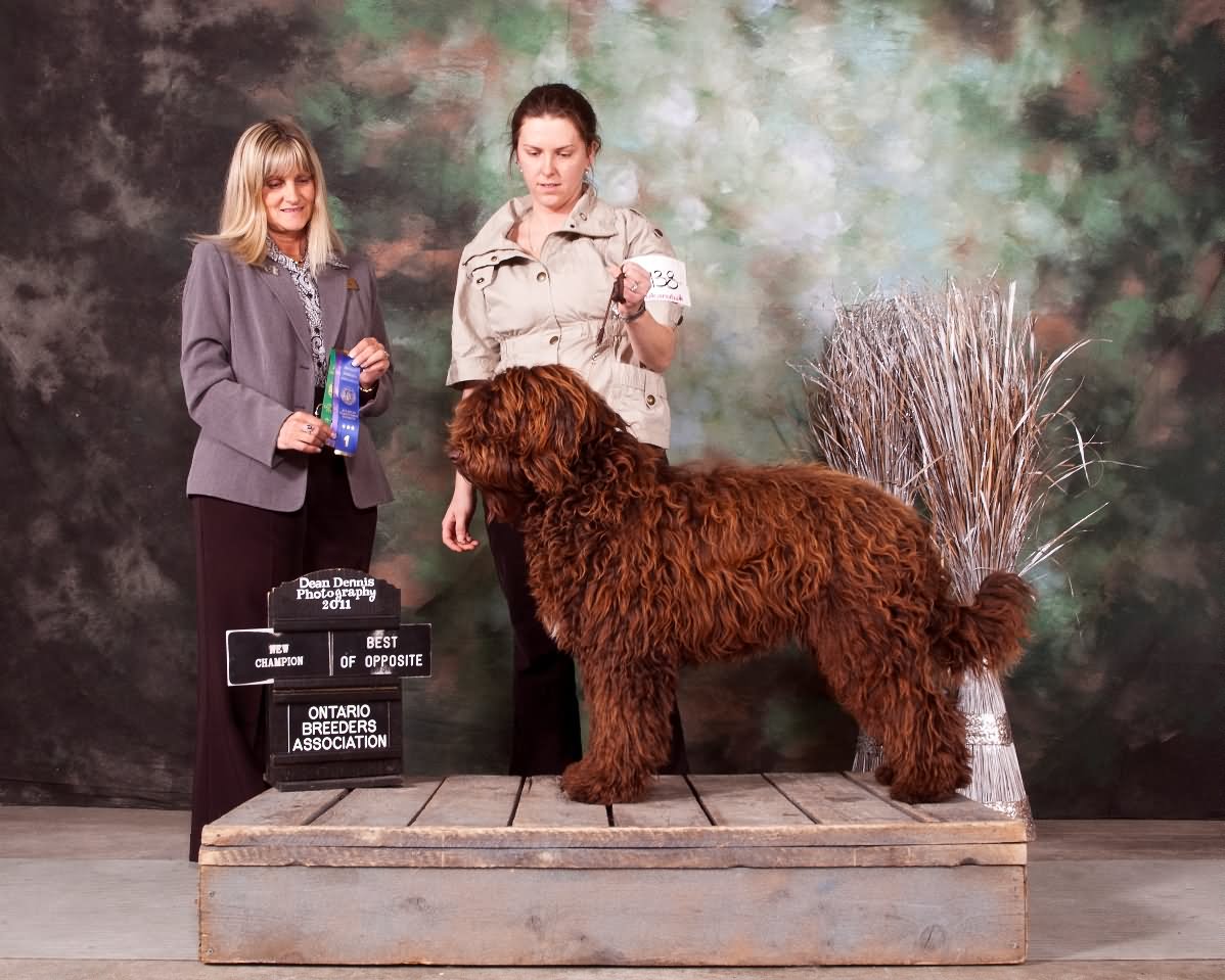 Red Barbet Dog In Dog Show