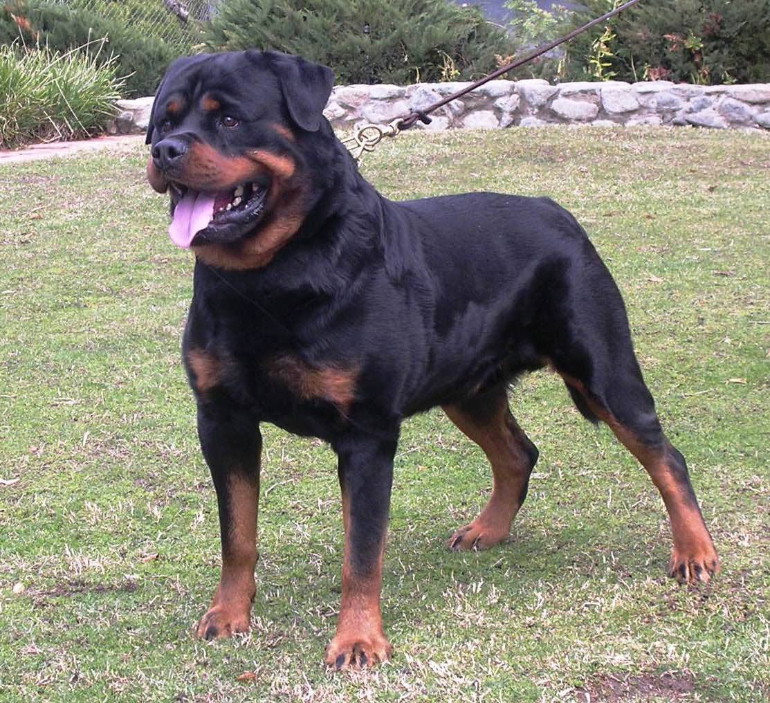 Rottweiler Dog Beautiful Picture