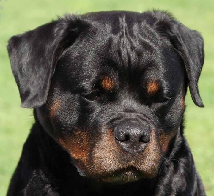 Rottweiler Dog Closeup Face Picture
