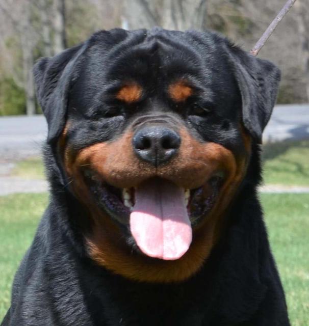 Rottweiler Dog Face Closeup Picture