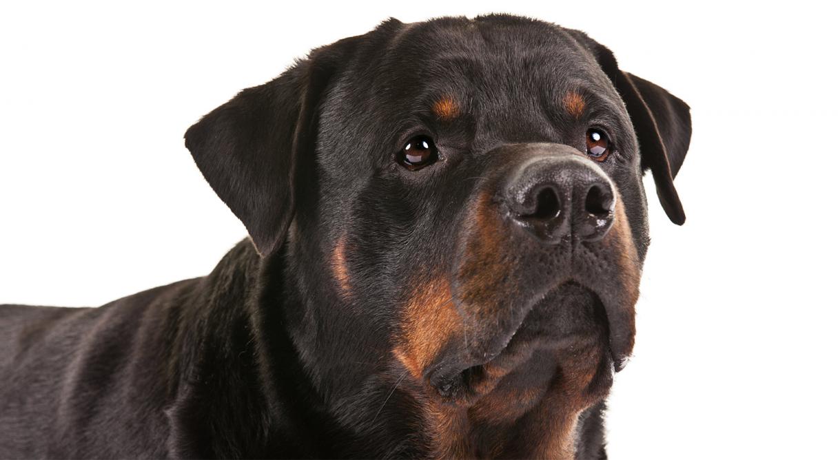 Rottweiler Dog Face Image
