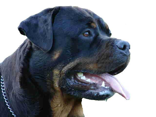 Rottweiler Dog Face Photo