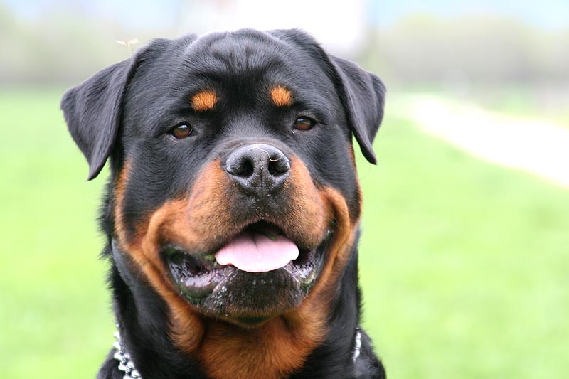 Rottweiler Dog Face Picture