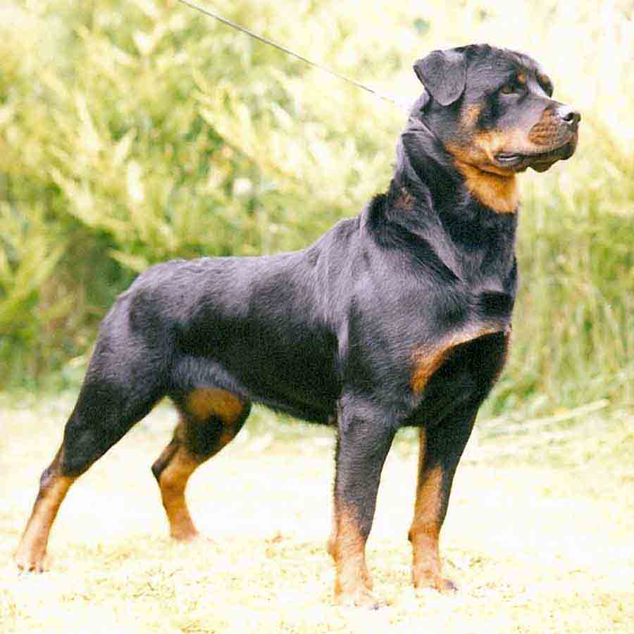 Rottweiler Dog Image