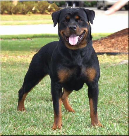 Rottweiler Dog Picture