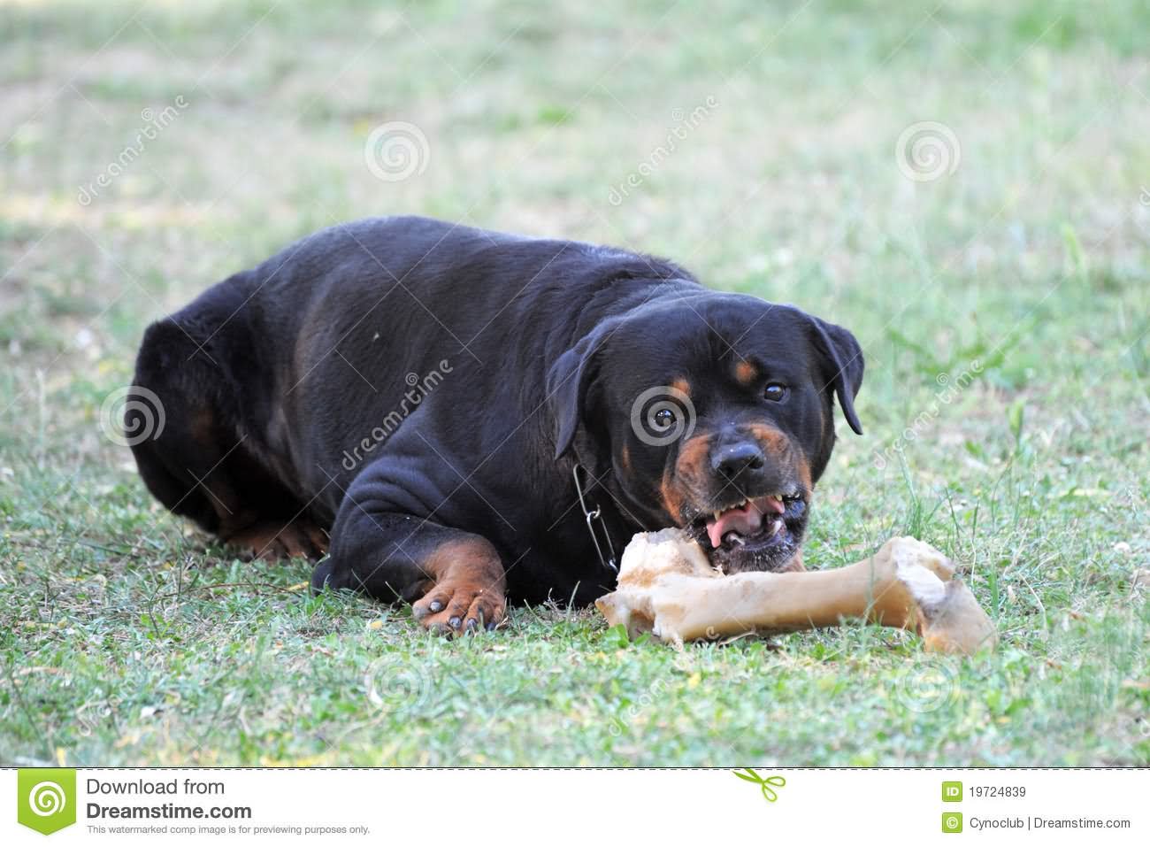 Rottweiler Dog Playing With Bone