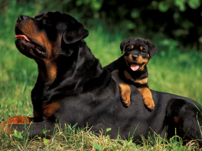 Rottweiler Dog Playing With Puppy
