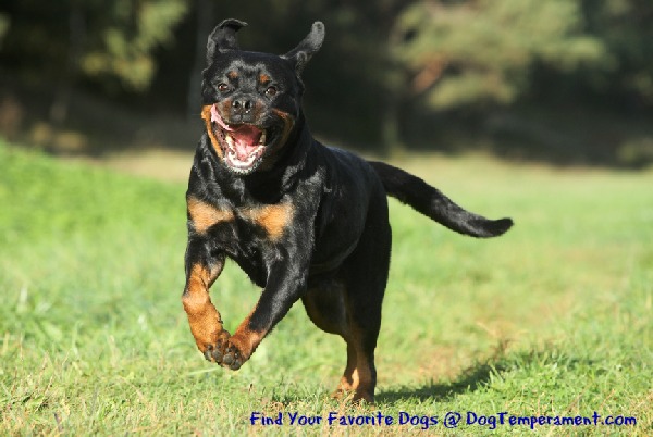 Rottweiler Dog Running Picture