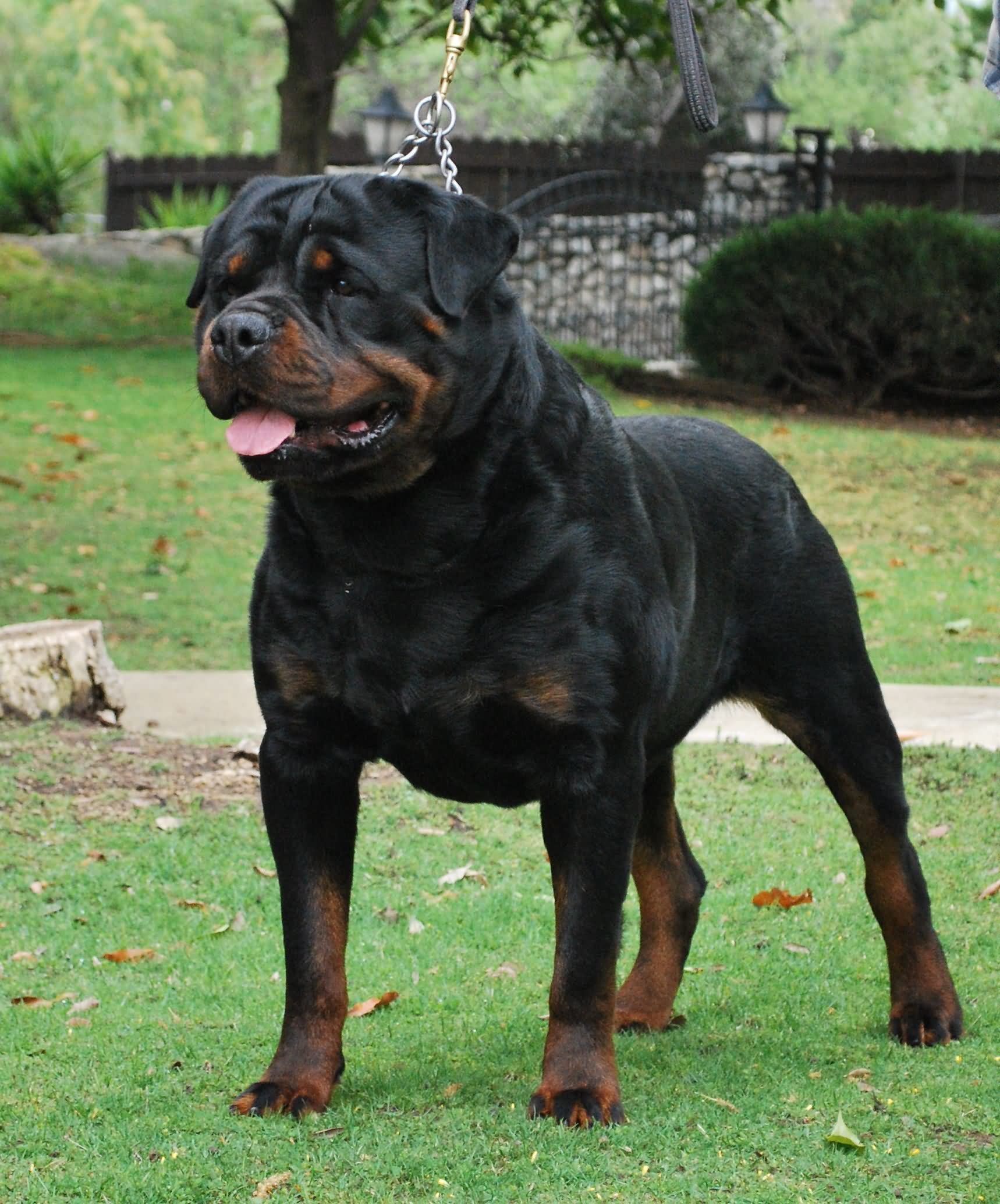 Rottweiler Dog Standing In Lawn