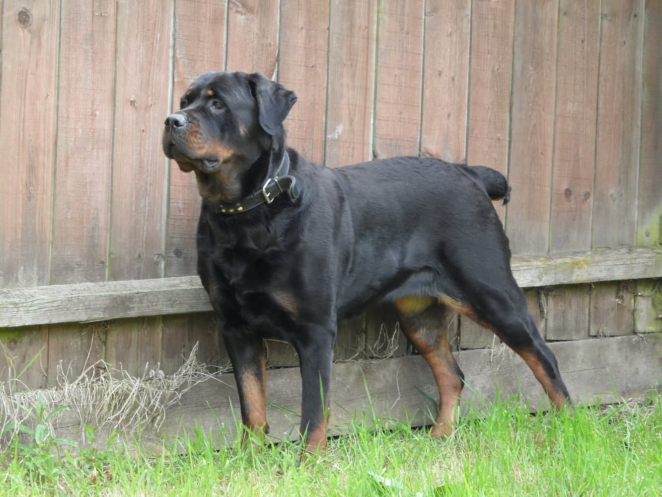Rottweiler Dog Standing Picture