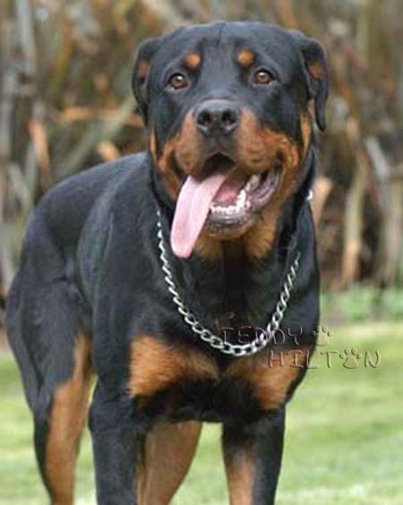 Rottweiler Dog Tongue Out
