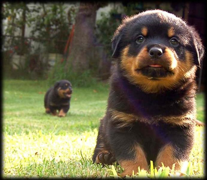 Rottweiler Puppies In Lawn