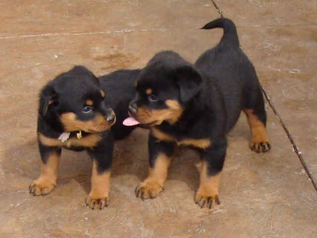 Rottweiler Puppies Kissing