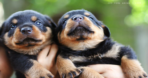 Rottweiler Puppies Picture