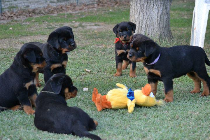 Rottweiler Puppies Playing In Lawn