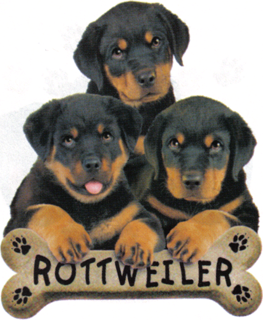 Rottweiler Puppies With Bone